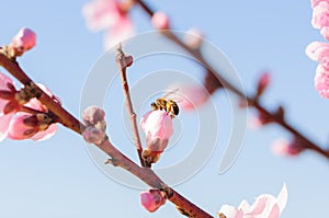 Honey bee fly in almond flower, bee pollinating almond blossoms