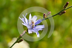 Honey bee on the flower