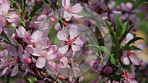 A honey bee fly among the pink blossoms of a barberry in an orchard, pollinating the flowers as it seeks for honey