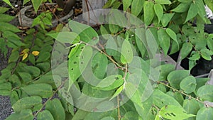 Honey bee flying around the wild trema orientalis leaves