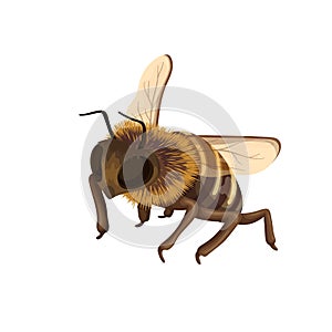 Honey bee flying in cute fluffy yellow and black jacket, with two wings and stinger