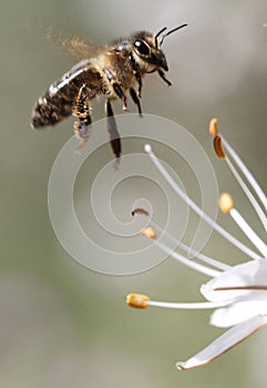 Honey bee flying next to flower