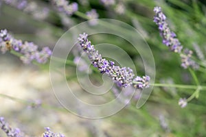 Honey bee pollinating on purple lavender flower.