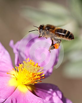 Honey bee flying to collect pollen near flower vertical