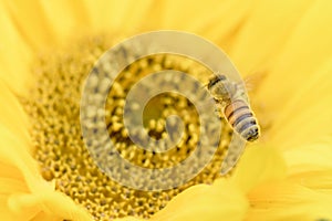 Honey Bee flying to sunflower