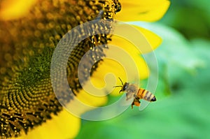 Honey bee flying to the sunflower. nature, insect, flower