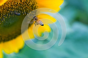 Honey bee flying to the sunflower. nature, insect, flower