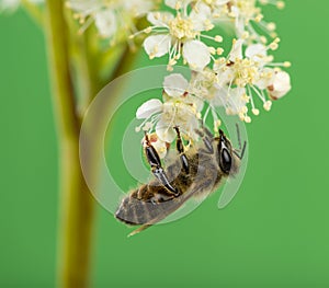 Honey bee foraging photo