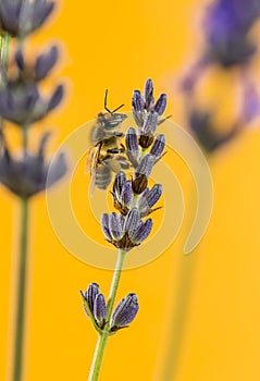 Honey bee foraging on a lavander in front of an orange backgroun