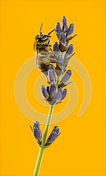 Honey bee foraging on a lavander in front of an orange backgroun