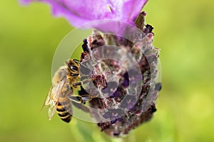 Honey bee foraging on lavender with green soft-focus background