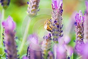 A honey bee on a french lavender