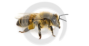 Honey bee in front of a white background