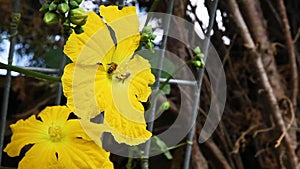 A honey bee with full pollen baskets, stores of pollen on the hind legs, slips and slide across a yellow loofah blossom as it coll