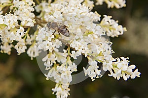 Honey bee in a garden