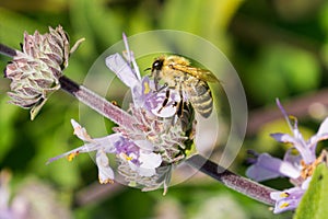 Honey bee gathering nectar from Cleveland sage Salvia clevelandii flowers in spring, California