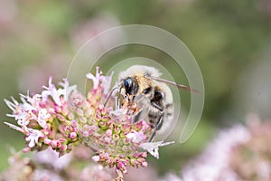 Honey bee gathering nectar from oregano flowers