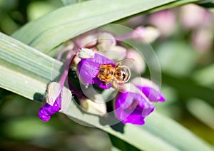 A Honey Bee gathering nectar and pollinating a flower