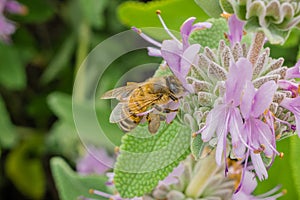 Honey bee gathering nectar from Purple sage Salvia leucophylla flowers in spring, California