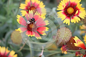 Honey Bee gathering nectar and spreading pollen on a young Autumn Sun Coneflower