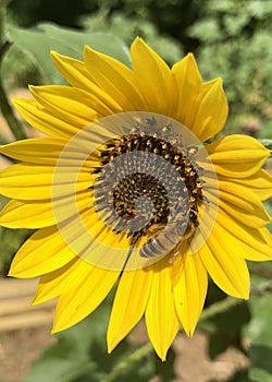 Honey bee gathering pollen