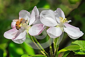 A honey bee gathering pollen on an apple blossom