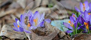 Honey bee gathering pollen on spring crocus in NYS