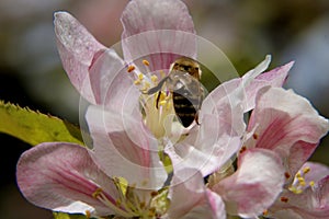 The honey bee gathers nectar from the flower of the Apple tree. Bee collecting pollen