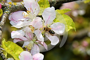 The honey bee gathers nectar from the flower of the Apple tree. Bee collecting pollen