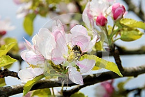 The honey bee gathers nectar from the flower of the Apple tree. Bee collecting pollen
