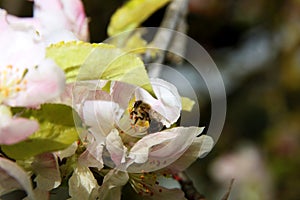 The honey bee gathers nectar from the flower of the Apple tree. Bee collecting pollen