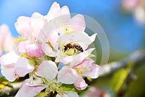 The honey bee gathers nectar from the flower of the Apple tree. Bee collecting pollen