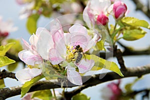 The honey bee gathers nectar from the flower of the Apple tree. Bee collecting pollen