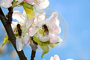 The honey bee gathers nectar from the flower of the Apple tree. Bee collecting pollen