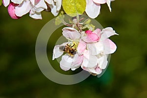 The honey bee gathers nectar from the flower of the Apple tree. Bee collecting pollen