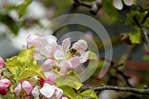 The honey bee gathers nectar from the flower of the Apple tree. Bee collecting pollen