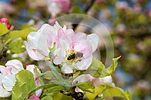 The honey bee gathers nectar from the flower of the Apple tree. Bee collecting pollen