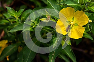 A Honey Bee Gathers Necter at the Tall Cyprus Natural Area in Coral Spring Florida.