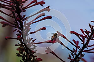 Honey Bee Gathers Pollen