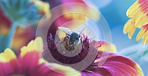 A Honey Bee Gathers Pollen a Blanket Flower