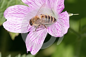 Honey bee on a geranium flower, macro