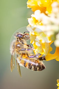 Honey Bee with Golden Glow Buddleia Flowers, Romsey, Victoria, Australia, December 2020