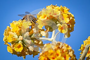 Honey Bee with Golden Glow Buddleia Flowers, Romsey, Victoria, Australia, December 2020