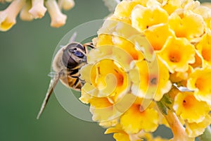 Honey Bee with Golden Glow Buddleia Flowers, Romsey, Victoria, Australia, December 2020