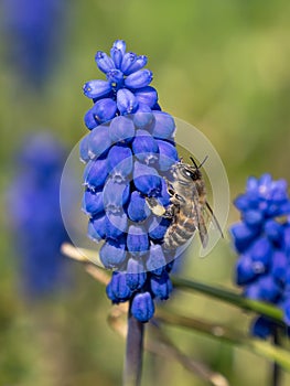 Honey bee on grape hyacinth