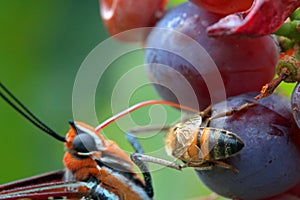 HONEY BEE ON A GRAPE KERNEL WITH A BUTTERFLY PRESENT