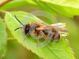 Honey bee on green leaf