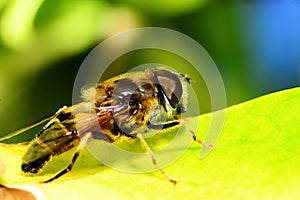 Honey bee on the green leaf