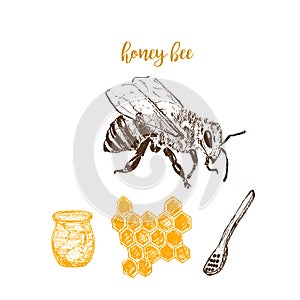 Honey and bee hand drawn sketch elements vector illustration. Honecomb, organic food, barrel of honey isolated on white.