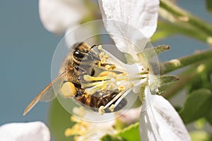 Honey Bee Harvesting pollen